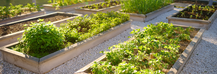 square garden bed